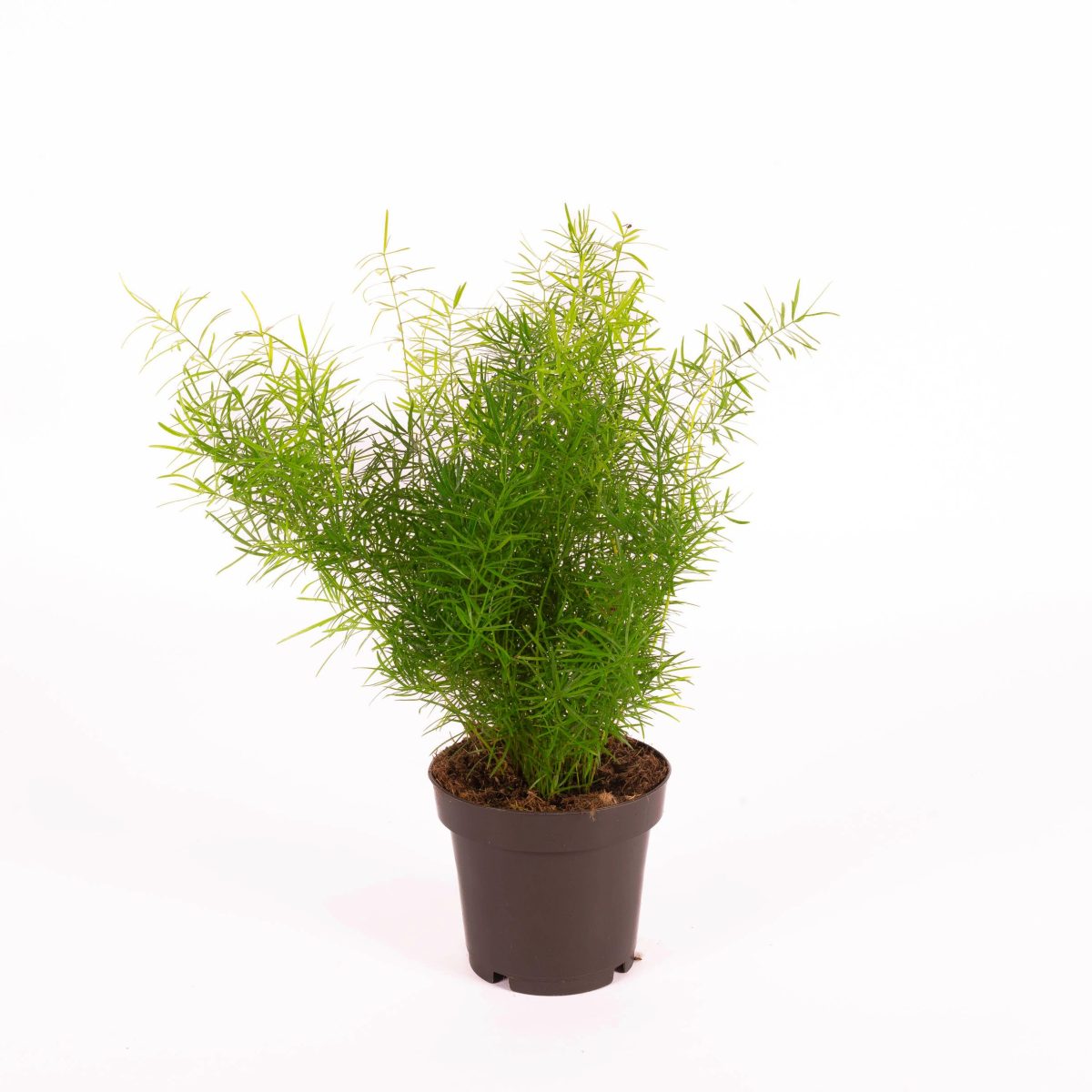 Asparagus Sprengeri P12