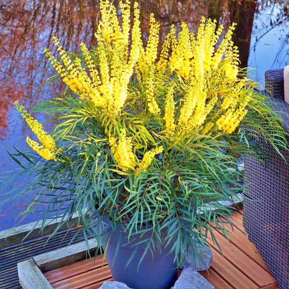 Mahonia Chińska Soft Caress P13