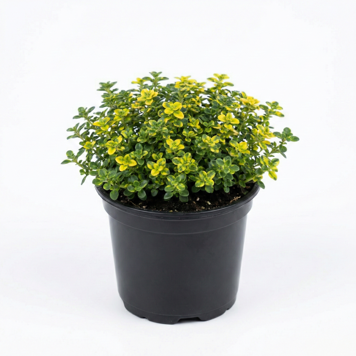 Macierzanka Cytrynowa P11