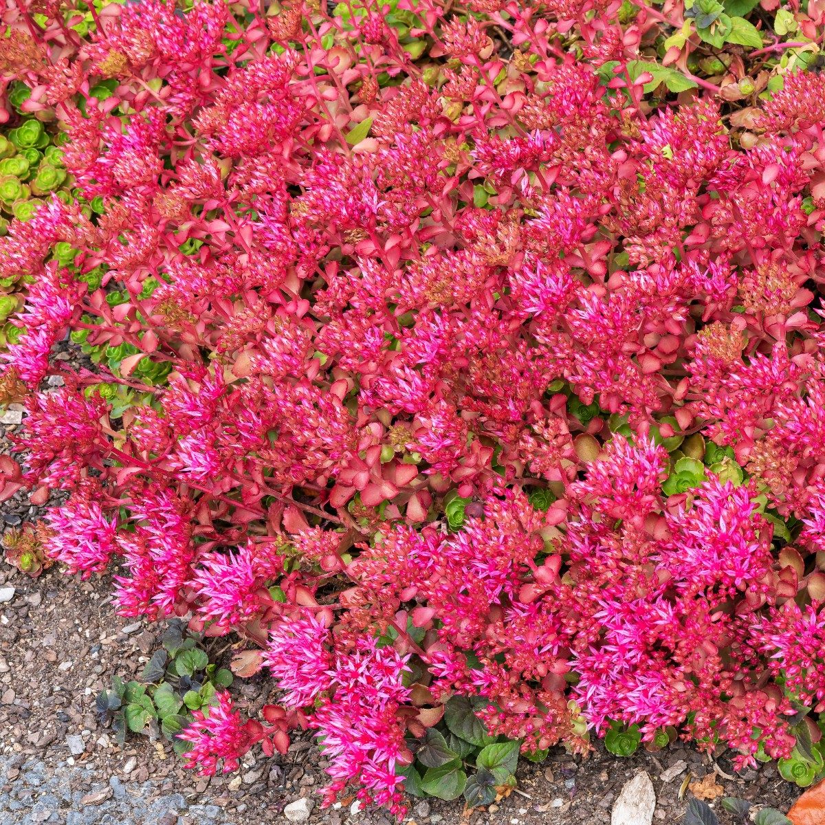 Rozchodnik Kaukaski Deep Rose P12