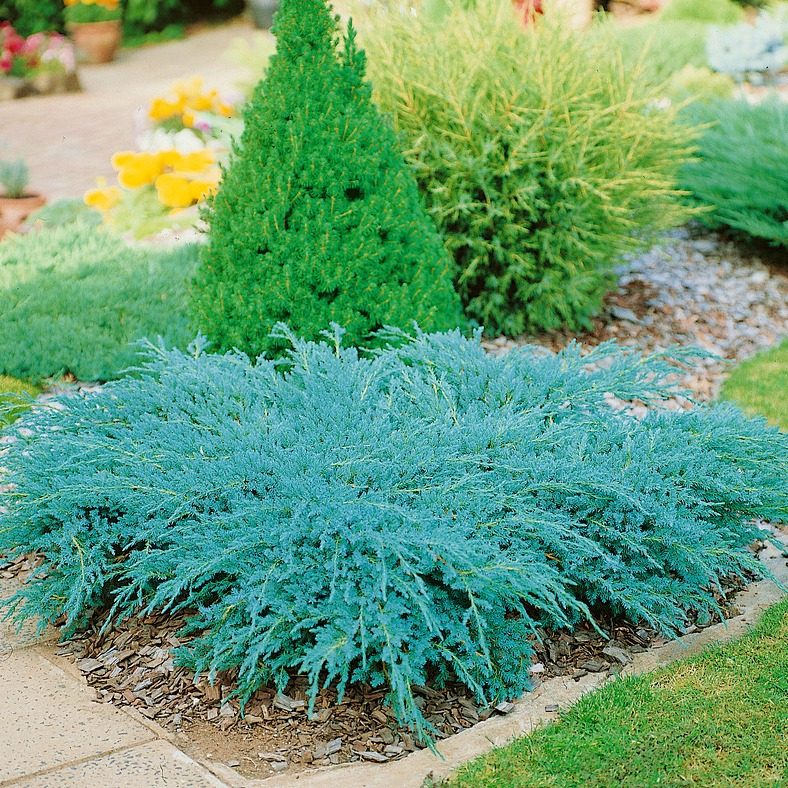 Jałowiec Łuskowaty Blue Carpet P9