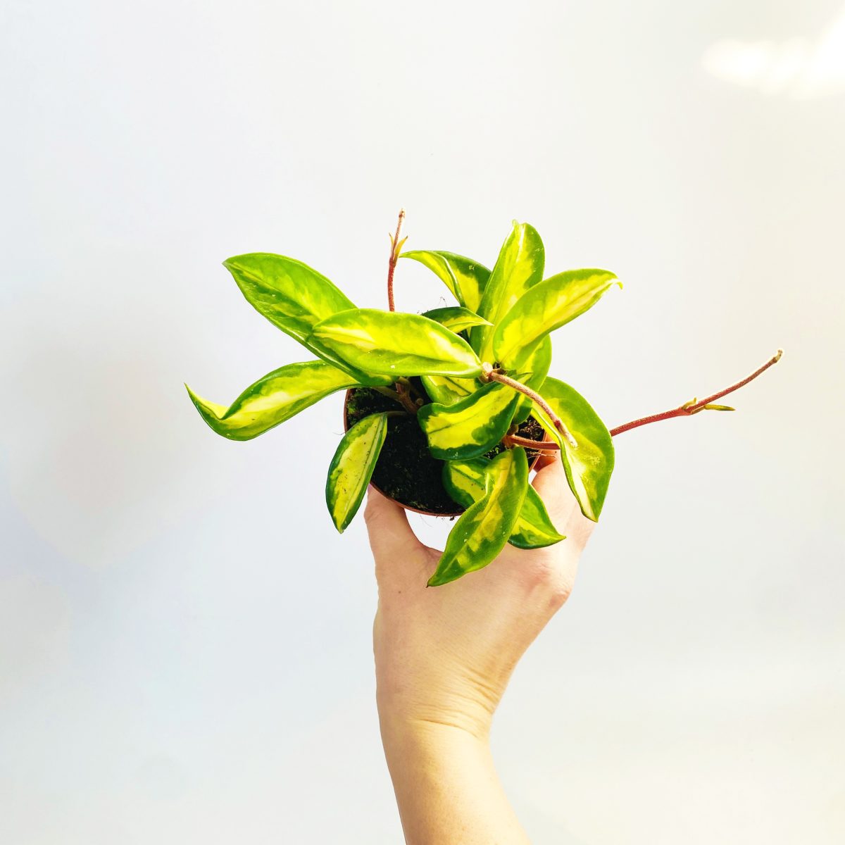 Hoya Carnosa Tricolor P9