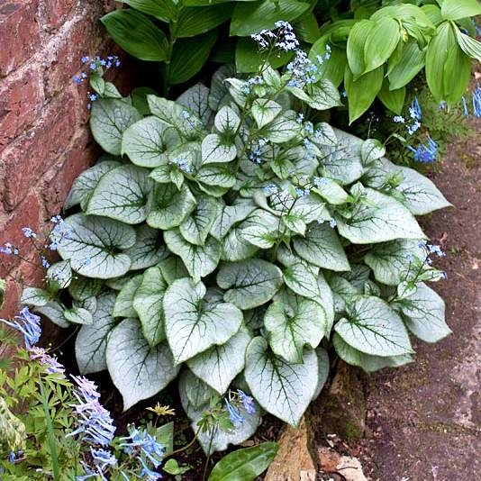 Brunnera Wielkolistna Silver Heart P15