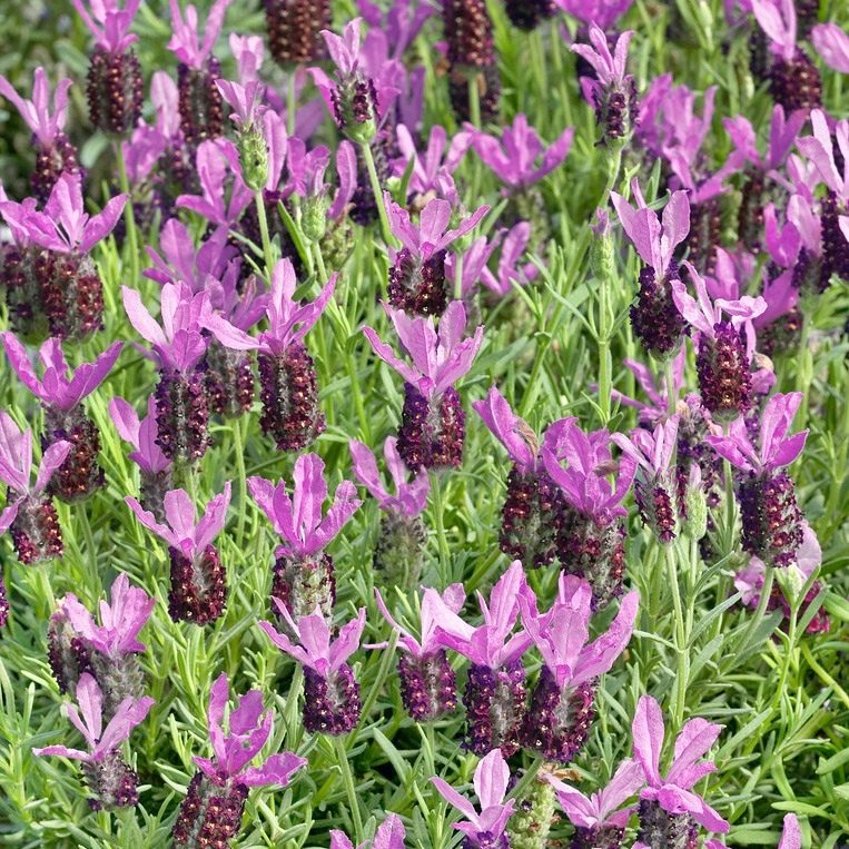 Lawenda francuska Lilac - Lavendula Stoaches Lilac P12
