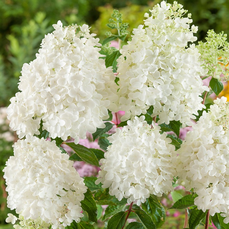 Hortensja bukietowa Grandiflora P9